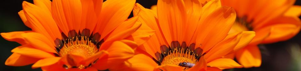 bloemen2.jpg